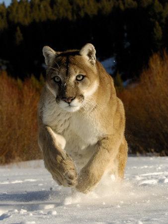 CANVAS Mountain Lion in Snowfall Art print POSTER
